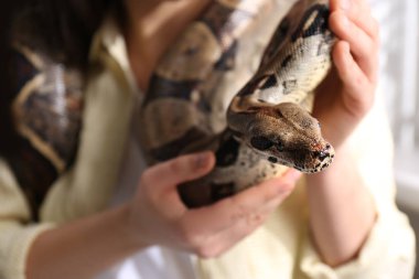 Woman with her boa constrictor at home, closeup. Exotic pet clipart