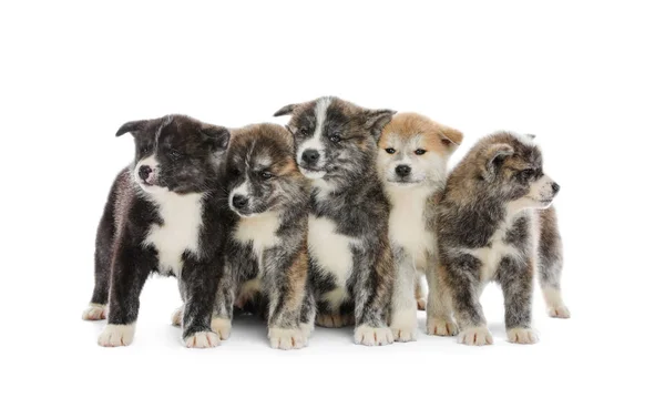 Cute Akita inu puppies on white background. Friendly dogs — Stock Photo, Image