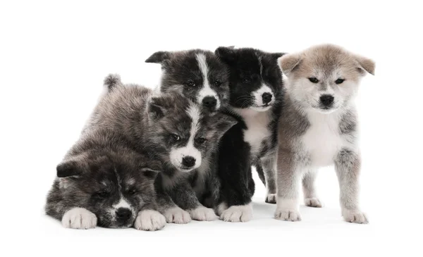 Bonitos filhotes Akita inu sobre fundo branco. Cães amigáveis — Fotografia de Stock