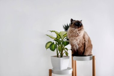 Şirin Balili kedi evdeki beyaz duvarın yanında duruyor, mesaj için yer var. Yumuşak bir hayvan.