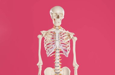 Kızıl arka planda yapay insan iskeleti modeli