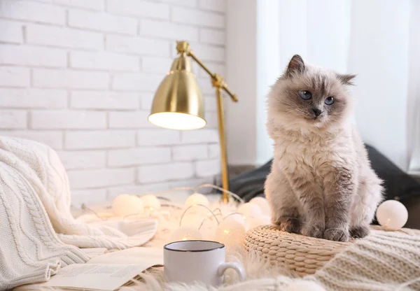 Βαρβάτη Γάτα Στο Σπίτι Χώρος Για Μήνυμα Γλυκό Κατοικίδιο — Φωτογραφία Αρχείου
