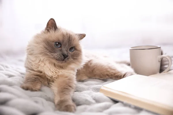 バーマン猫 家でニット毛布の上で本や飲み物のカップ かわいいペット — ストック写真