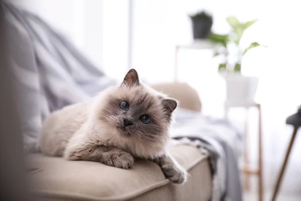 バーマン猫は家でソファに座っている かわいいペット — ストック写真