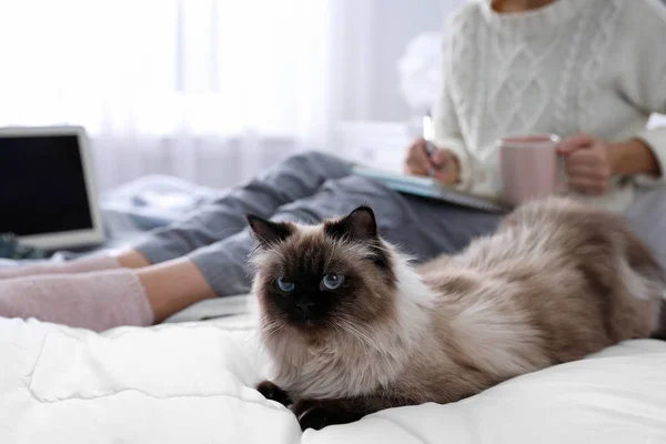 女人和她可爱的巴厘猫躺在床上 特写镜头 毛绒玩具 — 图库照片