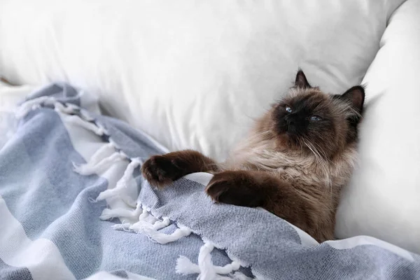 Aranyos Balinéz Macska Borított Takaró Ágyon Otthon Bolyhos Kisállat — Stock Fotó
