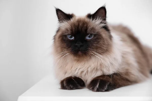 Niedliche Balinesische Katze Auf Dem Tisch Hause Flauschiges Haustier — Stockfoto