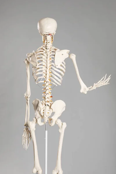 Umělý Model Lidské Kostry Šedém Pozadí Pohled Zezadu — Stock fotografie