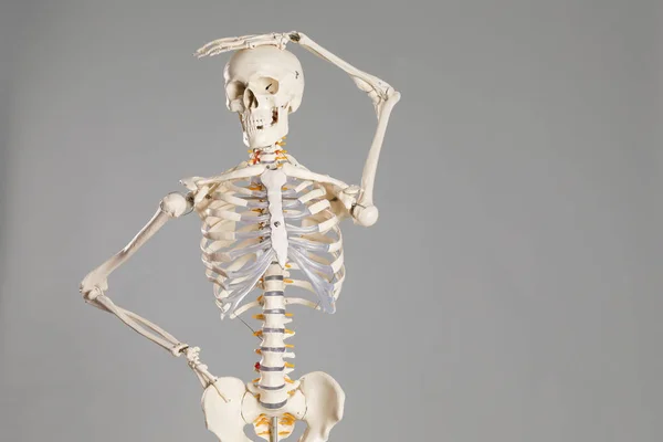Modelo Esqueleto Humano Artificial Sobre Fundo Cinzento Espaço Para Texto — Fotografia de Stock