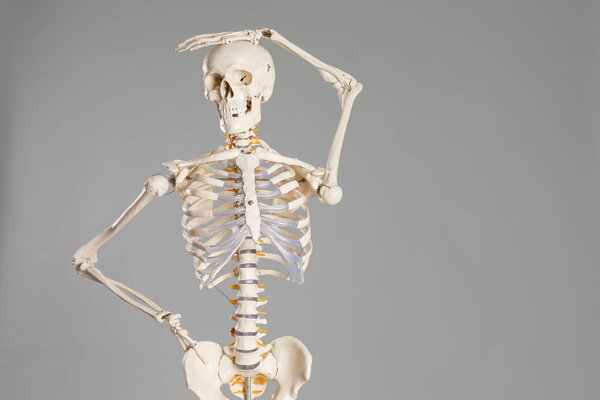Artificial human skeleton model on grey background. Space for text