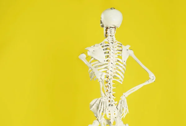 Artificial human skeleton model on yellow background, back view. Space for text