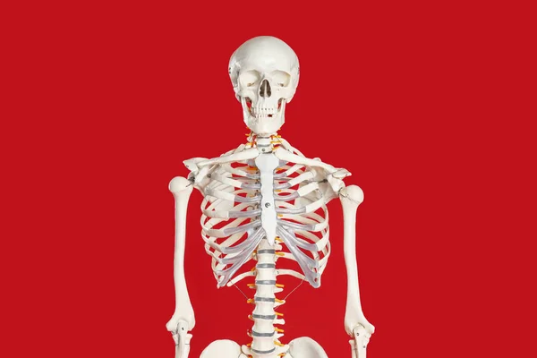 Modell Des Künstlichen Menschlichen Skeletts Auf Rotem Hintergrund — Stockfoto