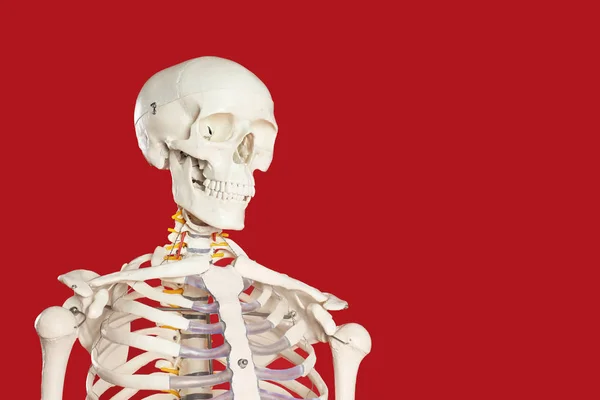 红色背景的人造人体骨骼模型 案文的篇幅 — 图库照片