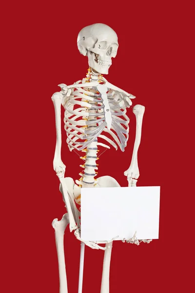 Modell Eines Künstlichen Menschlichen Skeletts Mit Leerem Papierblatt Auf Rotem — Stockfoto
