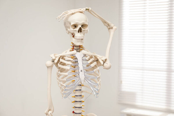 Artificial human skeleton model near window indoors