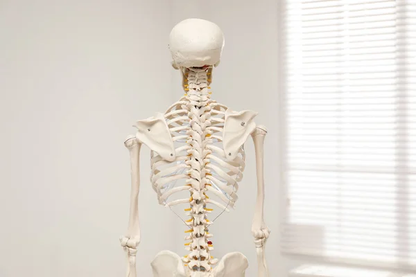 Modell Eines Künstlichen Menschlichen Skeletts Fensternähe Rückseite — Stockfoto