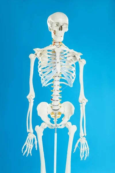 Modelo Esqueleto Humano Artificial Sobre Fondo Azul —  Fotos de Stock