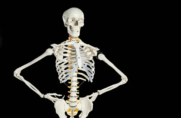 黒を背景にした人工骨格モデル — ストック写真
