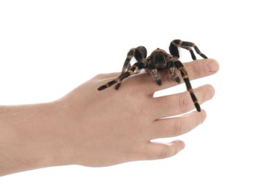 Beyaz arka planda çizgili tarantula tutan adam, yakın plan.