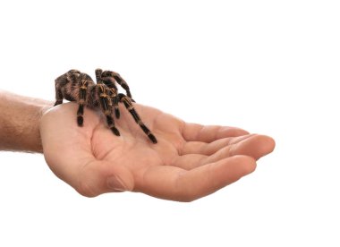 Beyaz arka planda çizgili tarantula tutan adam, yakın plan.