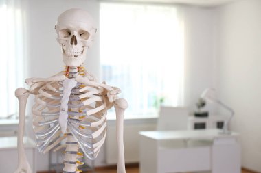 Modern ortopedist ofisinde insan iskeleti modeli