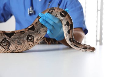 Erkek veteriner klinikte boa yılanını muayene ediyor.