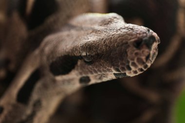 Kahverengi boa yılanının yakın görüntüsü. Egzotik yılan.