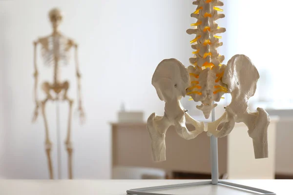 Emberi Gerincmodell Asztalon Ortopéd Rendelőben Közelkép — Stock Fotó