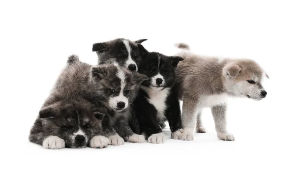 Lindos cachorros Akita inu sobre fondo blanco. Perros amistosos —  Fotos de Stock