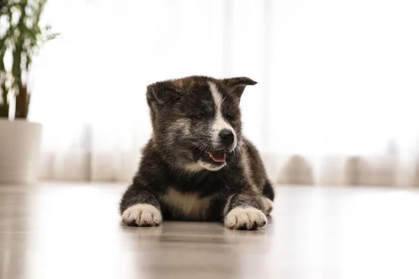 Cute Akita inu puppy on floor indoors. Friendly dog