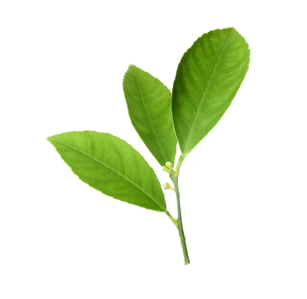 Свіжа гілочка з зеленим цитрусовим листям ізольовані на білому — стокове фото