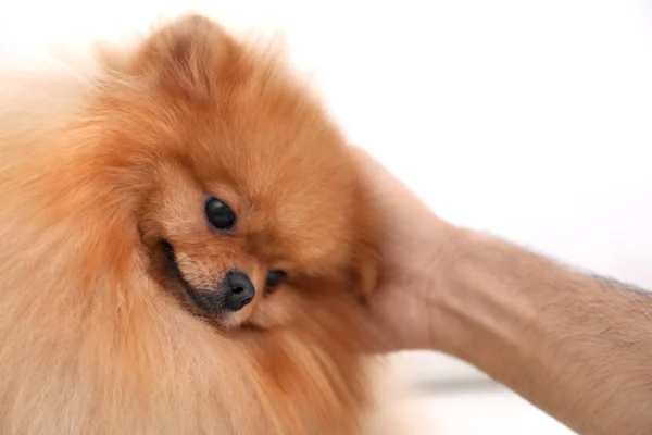 Mladý Muž Krásný Pomeranian Spitz Pes Bílém Pozadí Detailní Záběr — Stock fotografie