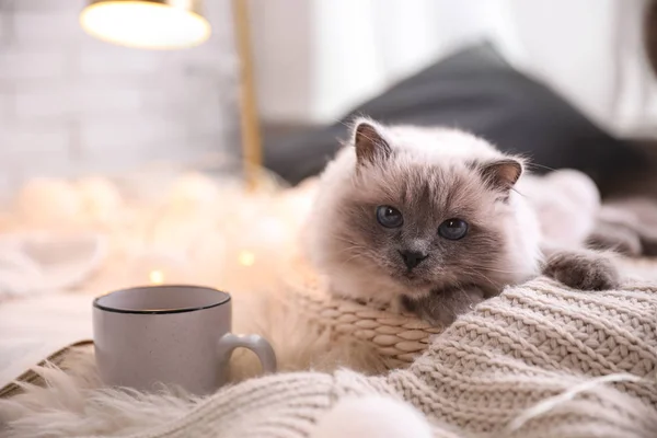 バーマン猫と自宅でラグの上に飲み物のカップ かわいいペット — ストック写真