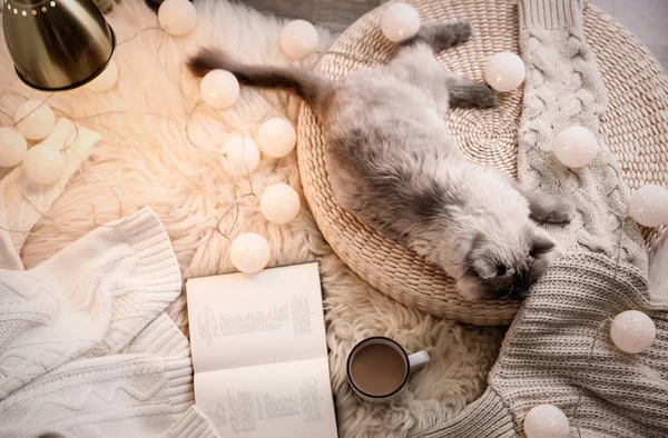 Birman cat, cup of drink and book on rug at home, top view. Cute pet