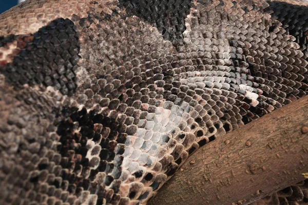 Widok Bliska Brązowy Boa Dusiciel Wąż Egzotyczny — Zdjęcie stockowe