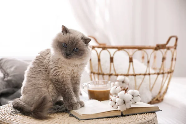 Birman Cat Book Wicker Pouf Home かわいいペット — ストック写真