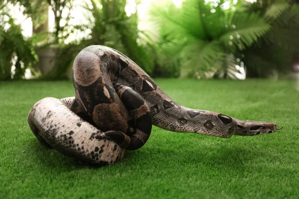 Brown Boa Constrictor Green Grass Outdoors — Stock Photo, Image