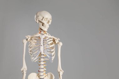 Gri arkaplanda yapay insan iskeleti modeli. Metin için boşluk