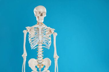 Mavi arka planda yapay insan iskeleti modeli. Metin için boşluk