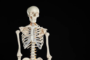 Siyah arka planda yapay insan iskeleti modeli. Metin için boşluk