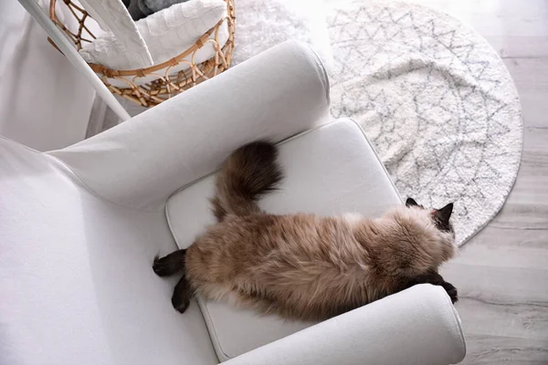 Χαριτωμένο Μπαλί Γάτα Στην Πολυθρόνα Στο Σπίτι Πάνω Από Την — Φωτογραφία Αρχείου
