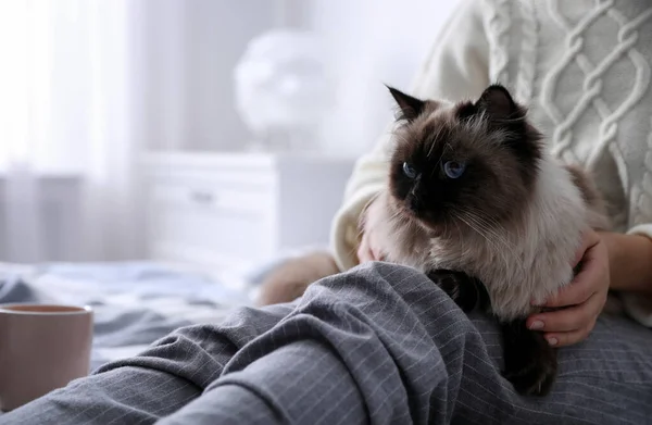 Vrouw Met Haar Schattige Balinese Kat Bed Thuis Close Pluizig — Stockfoto