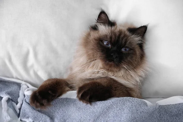 Lindo Gato Balinés Cubierto Con Manta Cama Casa Mascota Esponjosa — Foto de Stock