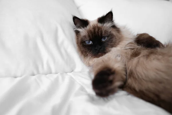 Lindo Gato Balinés Cama Casa Espacio Para Texto Mascota Esponjosa — Foto de Stock