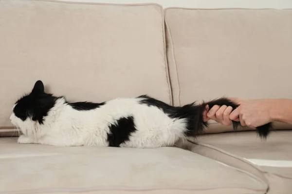 女人在家里打猫 手拉手 对宠物的家庭暴力 — 图库照片