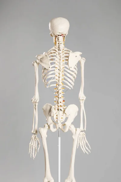Artificial human skeleton model on grey background, back view