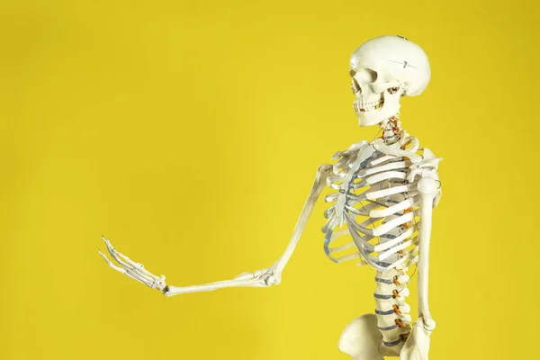 黄色背景的人造人体骨骼模型 案文的篇幅 — 图库照片