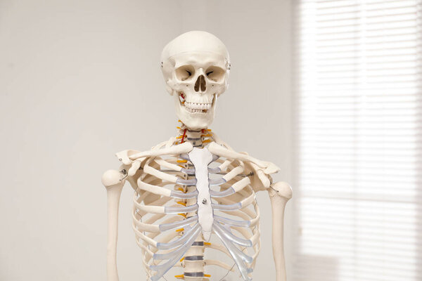 Artificial human skeleton model near window indoors