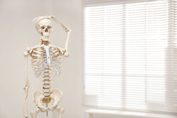 Modelo Esqueleto Humano Artificial Perto Janela Dentro Casa Espaço Para — Fotografia de Stock