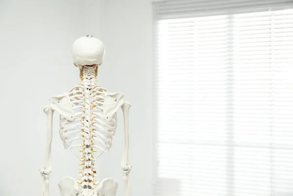 靠近窗户的人造人体骨骼模型 后视镜 案文的篇幅 — 图库照片